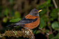 Chestnut Thrush Turdus rubrocanus gouldii