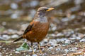 Chestnut Thrush Turdus rubrocanus gouldii