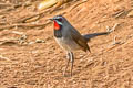 Chinese Rubythroat Calliope tschebaiewi