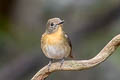 Chinese Blue Flycatcher Cyornis glaucicomans