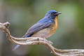 Chinese Blue Flycatcher Cyornis glaucicomans