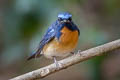 Chinese Blue Flycatcher Cyornis glaucicomans