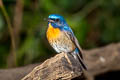 Chinese Blue Flycatcher Cyornis glaucicomans