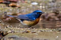 Chinese Blue Flycatcher Cyornis glaucicomans