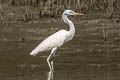 Chinese Egret Egretta eulophotes