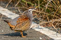 Chinese Francolin Francolinus pintadeanus phayrei 