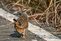 Chinese Francolin Francolinus pintadeanus phayrei 