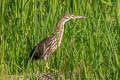 Chinese Pond Heron Ardeola bacchus