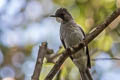 Cinereous Bulbul Hemixos cinereus cinereus