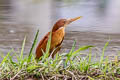 Cinnamon Bittern Ixobrychus cinnamomeus (Chestnut Bittern)