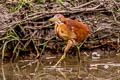 Cinnamon Bittern Ixobrychus cinnamomeus (Chestnut Bittern)