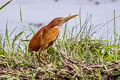 Cinnamon Bittern Ixobrychus cinnamomeus (Chestnut Bittern)