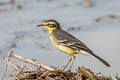 Citrine Wagtail Motacilla citreola citreola 