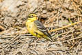 Citrine Wagtail Motacilla citreola citreola 