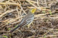 Citrine Wagtail Motacilla citreola citreola 