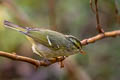 Claudia's Leaf Warbler Phylloscopus claudiae