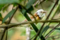 Collared Babbler Gampsorhynchus torquatus torquatus