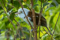 Collared Babbler Gampsorhynchus torquatus torquatus