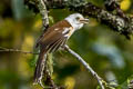 Collared Babbler Gampsorhynchus torquatus torquatus