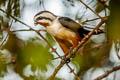 Collared Falconet Microhierax caerulescens burmanicus