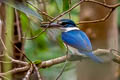 Collared Kingfisher Todiramphus chloris humii