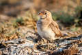 Collared Praticole Glareola pratincola pratincola