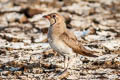 Collared Praticole Glareola pratincola pratincola