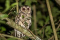 Collared Scops Owl Otus lettia lettia