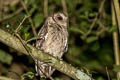 Collared Scops Owl Otus lettia lettia