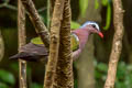 Common Emerald Dove Chalcophaps indica indica