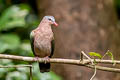 Common Emerald Dove Chalcophaps indica indica