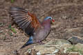 Common Emerald Dove Chalcophaps indica indica