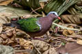 Common Emerald Dove Chalcophaps indica indica