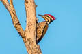 Common Flameback Dinopium javanense javanense