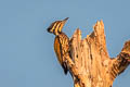 Common Flameback Dinopium javanense javanense