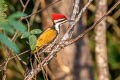 Common Flameback Dinopium javanense intermedium