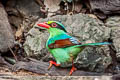 Common Green Magpie Cissa chinensis chinensis