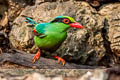 Common Green Magpie Cissa chinensis chinensis