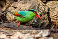 Common Green Magpie Cissa chinensis chinensis