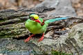 Common Green Magpie Cissa chinensis chinensis