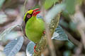 Common Green Magpie Cissa chinensis chinensis