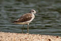 Common Greenshank Tringa nebularia