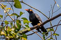 Common Hill Myna Gracula religiosa intermedia