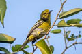 Common Iora Aegithina tiphia philipi