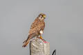 Common Kestrel Falco tinnunculus