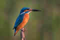 Common Kingfisher Alcedo atthis bengalensis