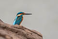 Common Kingfisher Alcedo atthis bengalensis