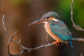 Common Kingfisher Alcedo atthis bengalensis