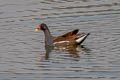 Common Moorhen Gallinula chloropus chloropus