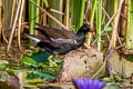 Common Moorhen Gallinula chloropus chloropus